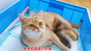 猫妈奶水不够，独苗小奶猫吃不饱，主人端来自制辅食，能给面子吗