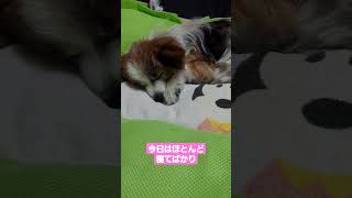 寝てばかりで元気ないミッチー（16歳） #シニア犬 #パピヨン #老犬 #痴ほう