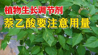 萘乙酸对于农户非常重要，不仅生根好，更能提升坐果率，农户要掌握使用剂量！【付老师种植技术团队官方频道】