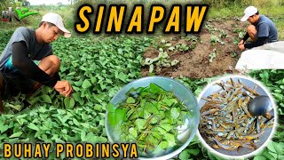 Ep.535- Sinapaw sa Sinaing | magaganda ang talbos ng mga kamote | buhay probinsya