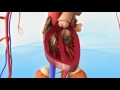 cardiorenal syndrome