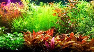 アクアリウム 30cm水草水槽 トリミングで綺麗なラインを作る