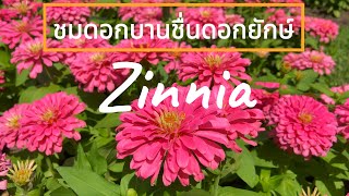 The beauty of zinnia flowers EP-2.2  บานชื่นเบ่งบาน#4k #flowers #trending #thailandtravel