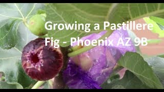 Tasting a Pastillere Fig - Phoenix 9B