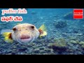 ప్రపంచంలో అత్యంత విషపూరిత చేప ii world s most poisonous deadliest puffer fish in telugu