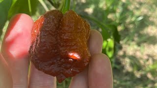 Chocolate Apocalypse Scorpion Pod Review