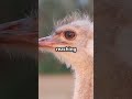 🐦 5 amazing facts about the common ostrich 🐦 ostrich