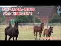 【中京記念2022】穴馬予想！小倉適性が高そうで想定する馬場が合いそうな2頭を選定。その馬たちとは！？【☆te chan☆】