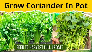 How to Grow Coriander/Cilantro/Dhaniya at Home Garden | Seed To Harvest With Full Update
