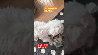 ［5ヶ月子犬］毎日ちょっとづつ一緒に遊んで仲良しになったミックス犬マルキー5ヶ月のモカもマルチーズのポポ  #子犬の成長記録  #ミックス犬 #マルキー  #マルチーズ  #多頭飼い犬  #仲良し