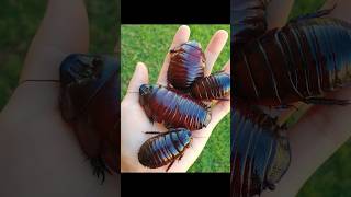 Cockroach have been around since 300 million years ago😲😱 #cockroach #trending #shorts #dhikacirebon