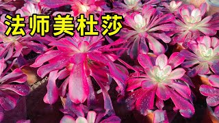 美杜莎法師顏色美，想要買記住“這件事”，否則過不了冬天！ 【養花匠小齊】