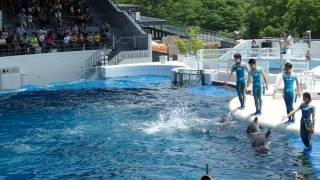 京都水族館　イルカショー　Kyoto aquarium　Dolphin  Show