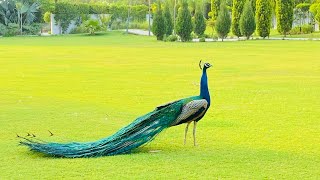 Peacocks at farm house || ਮੋਰ 🦚 || Evening view || Punjab #farmhouse #peacock