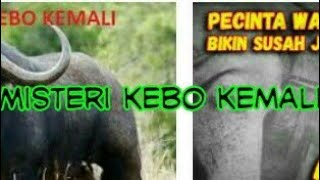 penelusuran jejak misteri kebo kemali