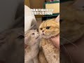 蛋爸有蛋蛋：猫猫我啊，脾气就是这么差！ 猫咪 shorts