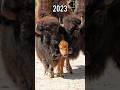 2023 Bison vs 5000 BC Bison Evolution 🐃 // Bison Antiquus #shorts #viral #trending