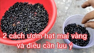 2 cách ươm hạt mai vàng và điều cần lưu ý@UCTHUBonsaiCanTho