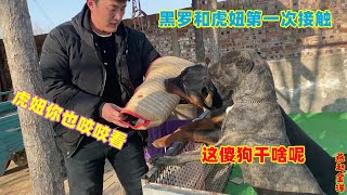 加纳利虎妞出来疯了，見到黑儸也是不服，這獵犬該如何馴服