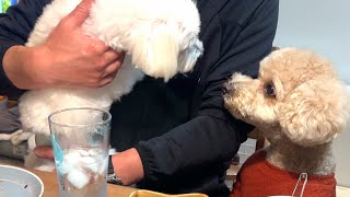 犬見知り同士がご対面した日ｗ可愛いお友達が遊びに来てくれました【デカプー】【トイプードルのロアくん】