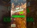 TOP 3 LUDWIGIA (Aquarium Plant) PART 2