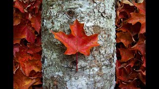 Et si la nature influençait la vie et la culture au canada de 150 façons différentes?