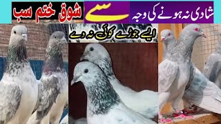 Resulted jory mukaml Setup Sialkoti Chohy/Chat waly/Kamager kabooter03449707774  #pigeon#bird#Viral