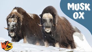 Musk Ox Facts!