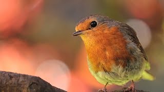 Peaceful Relaxing Instrumental music, Meditation Calm Music "Meadow Birds" by Tim Janis