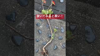 【多肉植物】隠れて徒長していたカランコエ　見つけた😘  #shorts