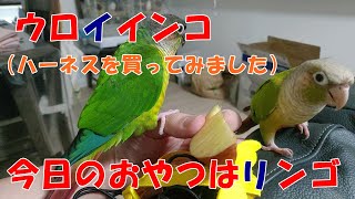 ウロコインコ　今日のおやつはリンゴ