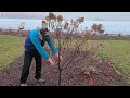 How To Prune Tree Form Panicle Hydrangeas & Get Lots Of BIG, BEAUTIFUL FLOWERS 👍😊😉💚