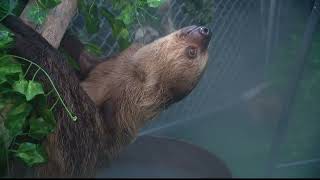 Owner of Sloth Encounters pleads not guilty to multiple town code violations