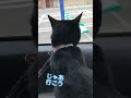 【天才お喋り猫】要求通りによくしゃべる子です！ しゃべる猫