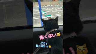 【天才お喋り猫】要求通りによくしゃべる子です！ #しゃべる猫