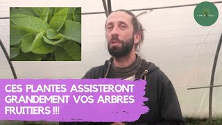 CES PLANTES assisteront GRANDEMENT vos ARBRES FRUITIERS !