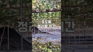 올해는 일주일 늦어짐 #바닥멀칭 #포도밭 #멀칭 #멀칭비닐 #포도농장 #grapefarm #mulching