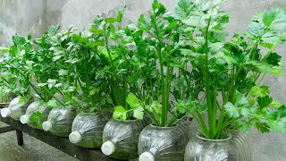 Method for growing hydroponic celery in plastic bottles, Growing vegetables at home for free