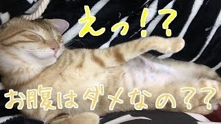 お腹を触らせてくれない猫 【みめむ】