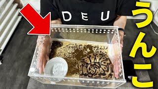 This is what happens when you leave a snake unattended｜Ball Python Breeding