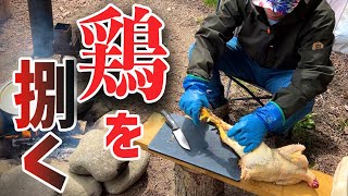 【キャンプ場産】愛情たっぷり育てた鶏〆て食す！屠殺と解体