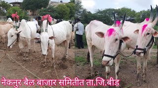 6 August 2023 Nekanur bail bajar Ox market #ajitchakre_dairyfarm #beed #mh23 #khilar #bull #cow