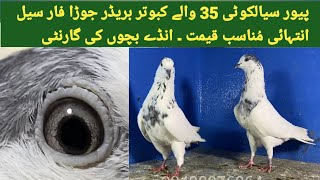 پُرانے سیالکوٹی 35 والے کبوتر آوٹ کلاس جوڑا فار سیل