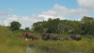 Frightened Elephant Fights Crocodile Biting At Its Trunk