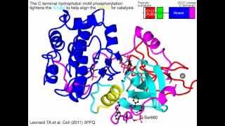 Protein kinase C (cPKC)