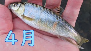 オイカワフライフィッシング / Micro Fly Fishing \