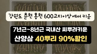 강원도산삼 겨울철건강식품 씨뿌린 국내산 산양삼 7년근산삼 8년근산양삼 40뿌리 90%할인판매 선착순 20박스만 판매합니다