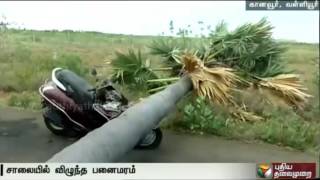 Youngster injured as tree falls on two-wheeler in Radhapuram, Nellai