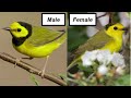 hooded warbler song u0026 call learn how to id this beautiful bird