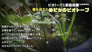 【水中撮影】春！メダカの火鉢ビオトープ　冬越し終えたかわいいメダカ君たちを水中カメラでのぞいて見た。